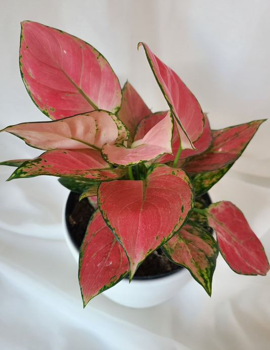 Aglaonema red zicron