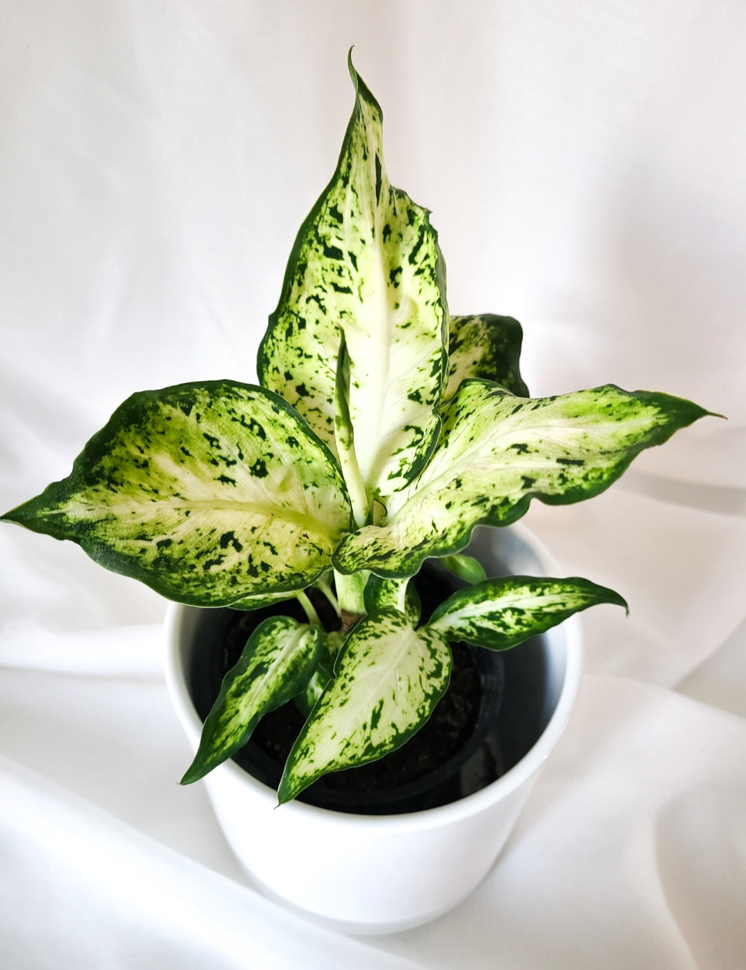 Dieffenbachia amy