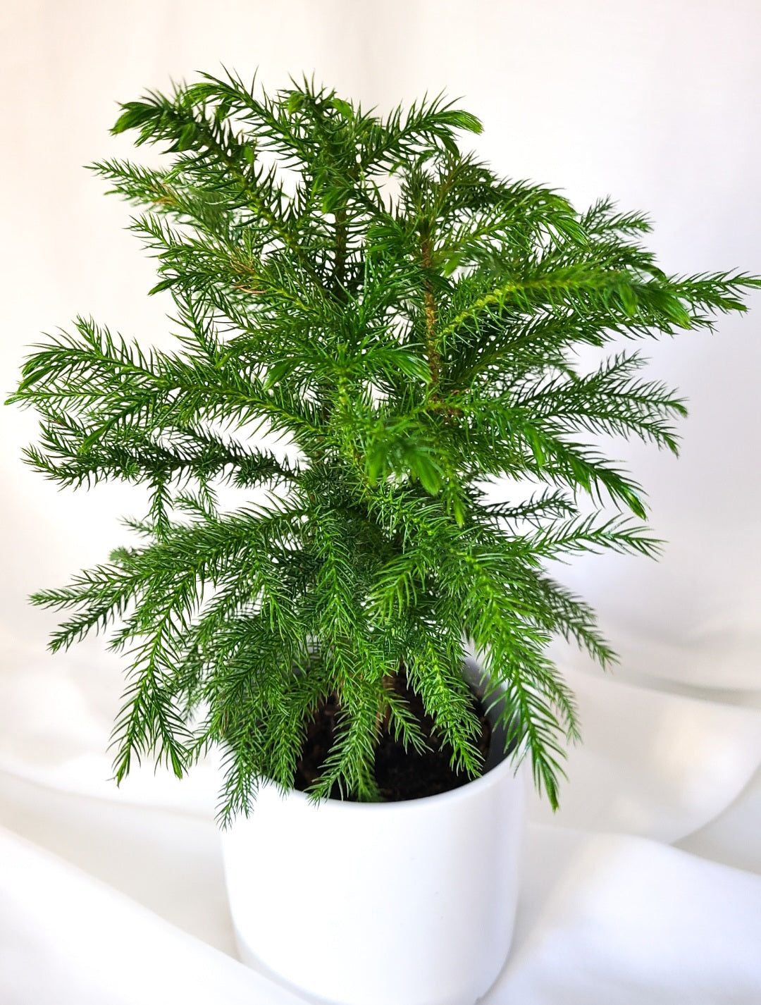 Araucaria - norfolk pine