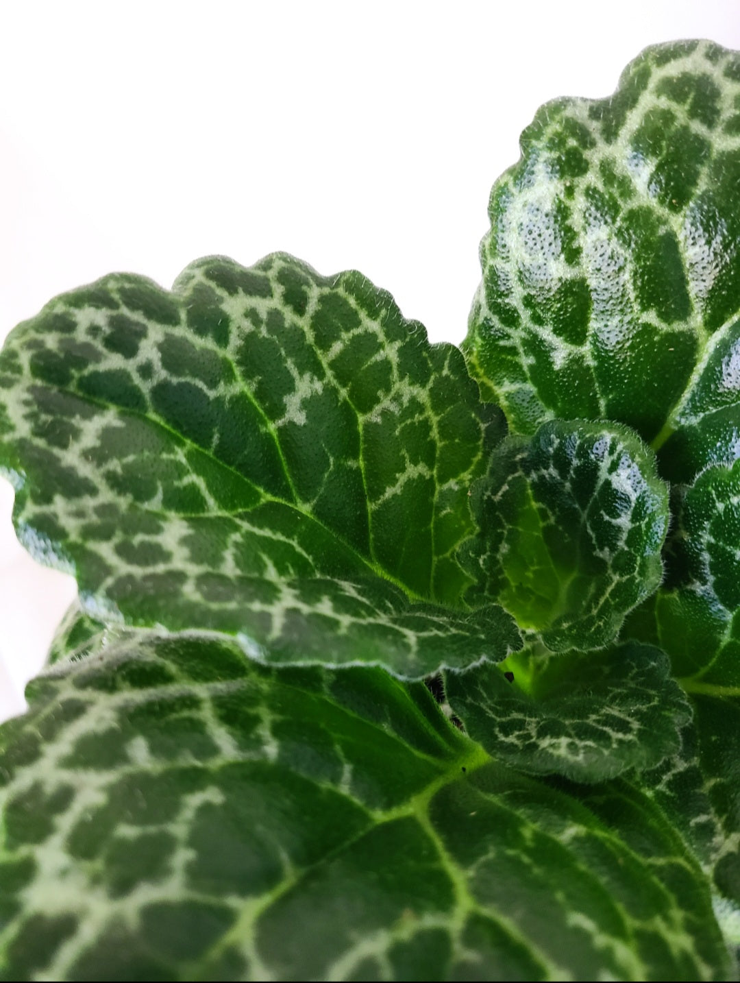 Streptocarpus turtle shell