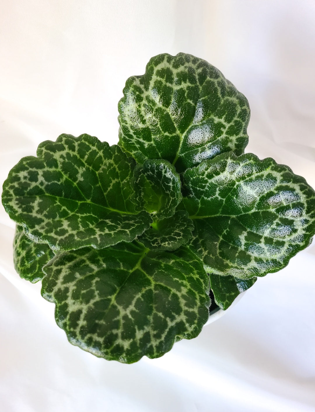 Streptocarpus turtle shell