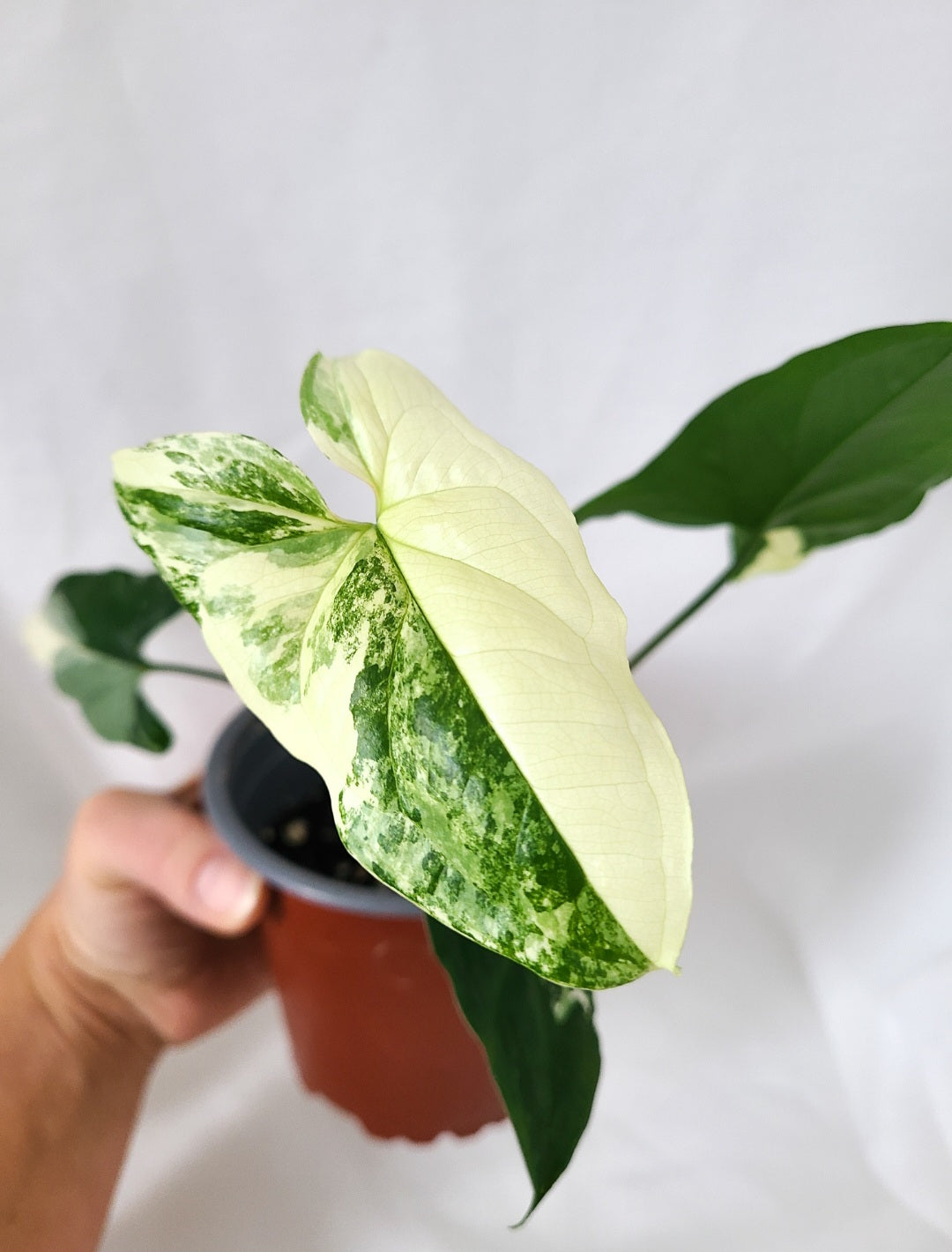 Syngonium Albo 1