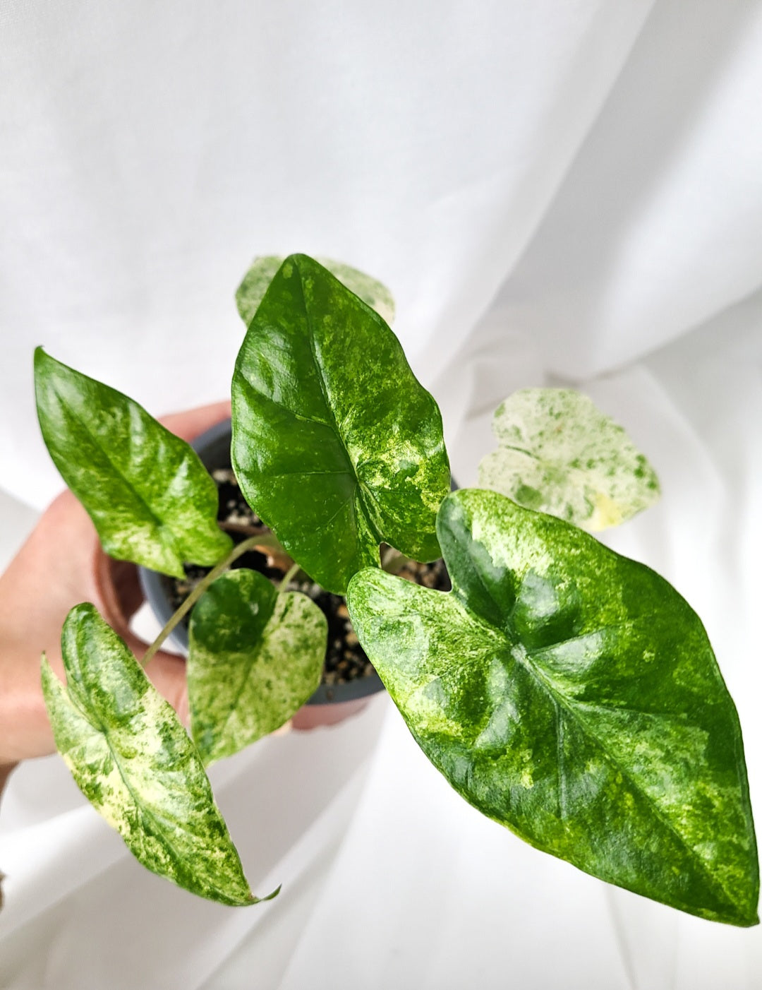 Alocasia odora mint