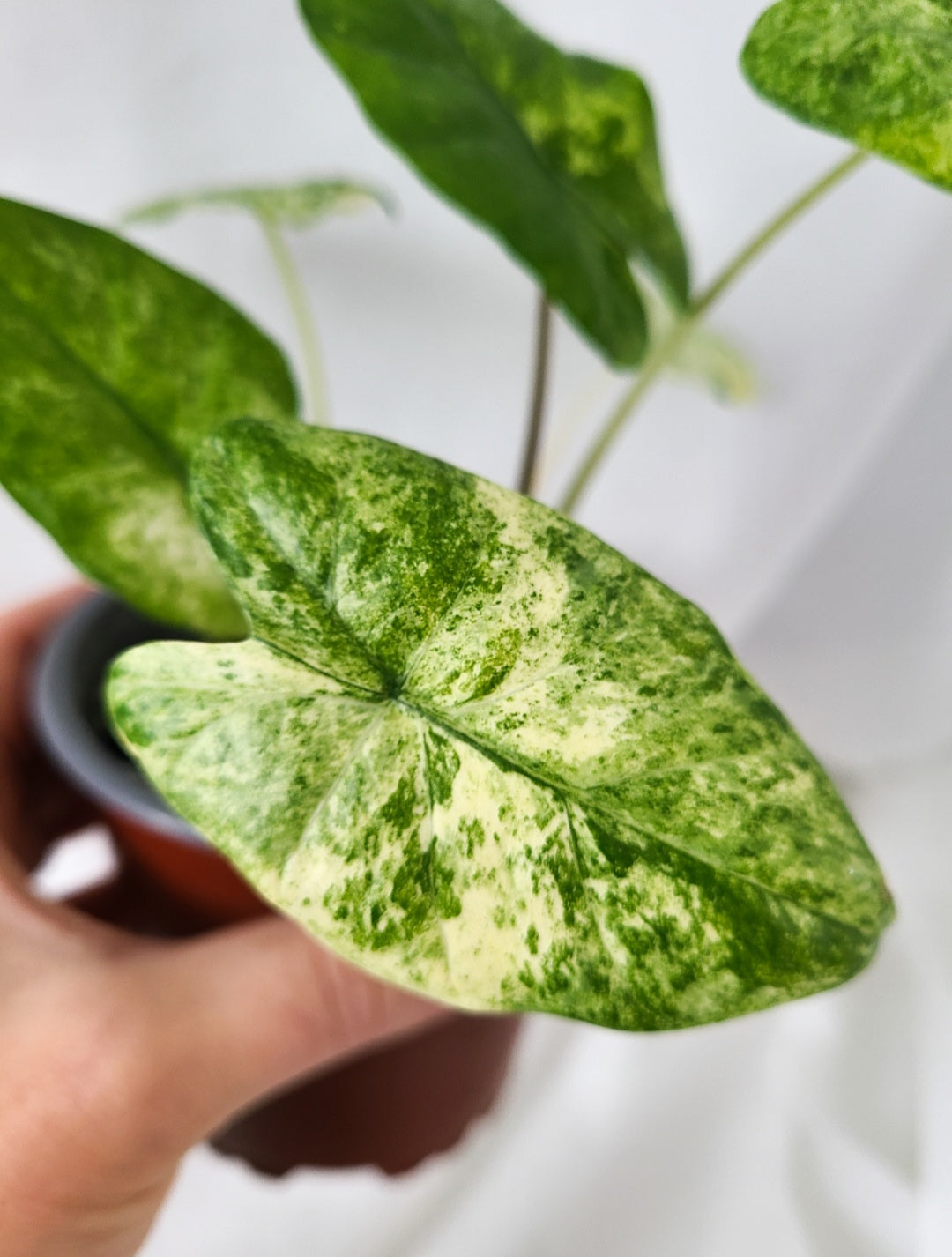 Alocasia odora mint