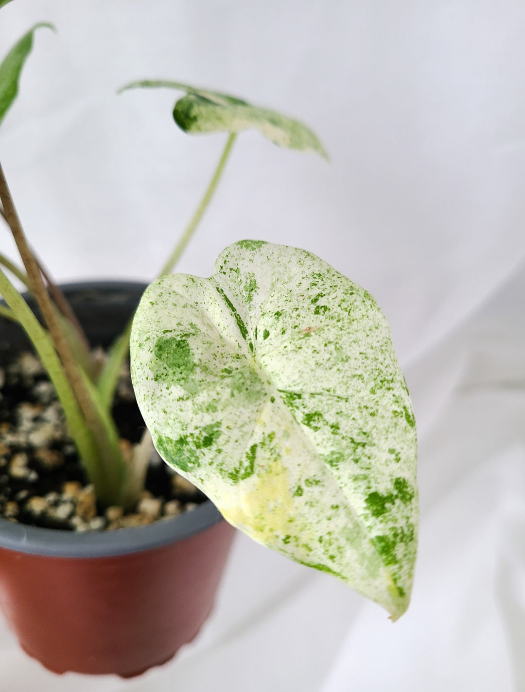 Alocasia odora mint