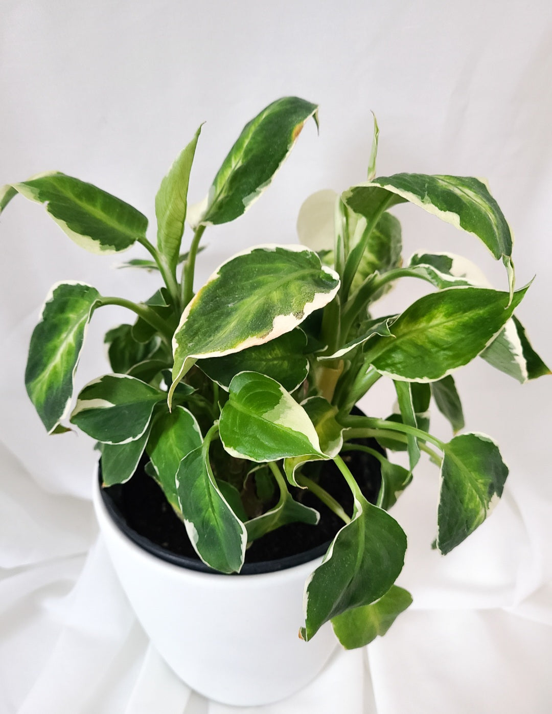 Dieffenbachia cool beauty