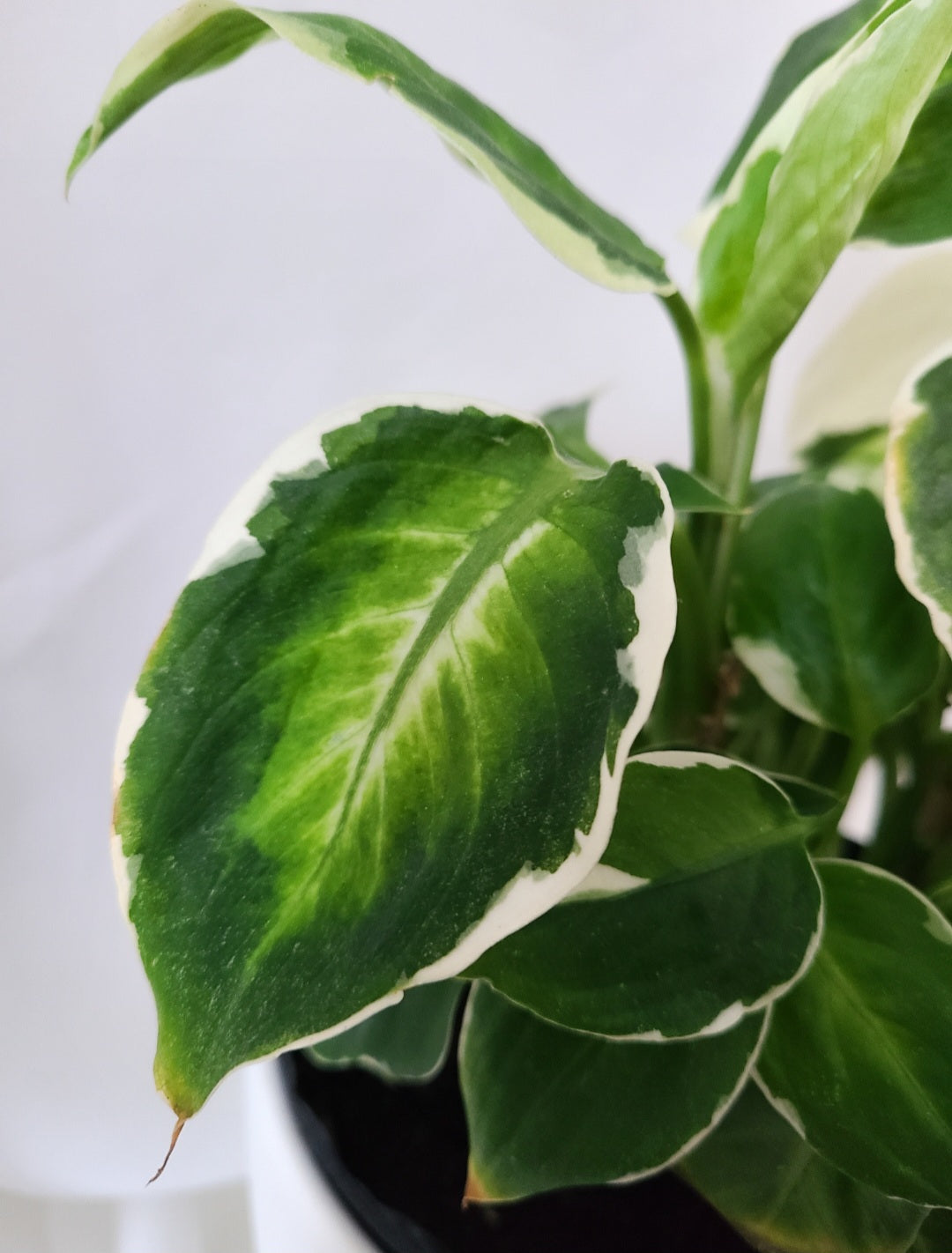 Dieffenbachia cool beauty