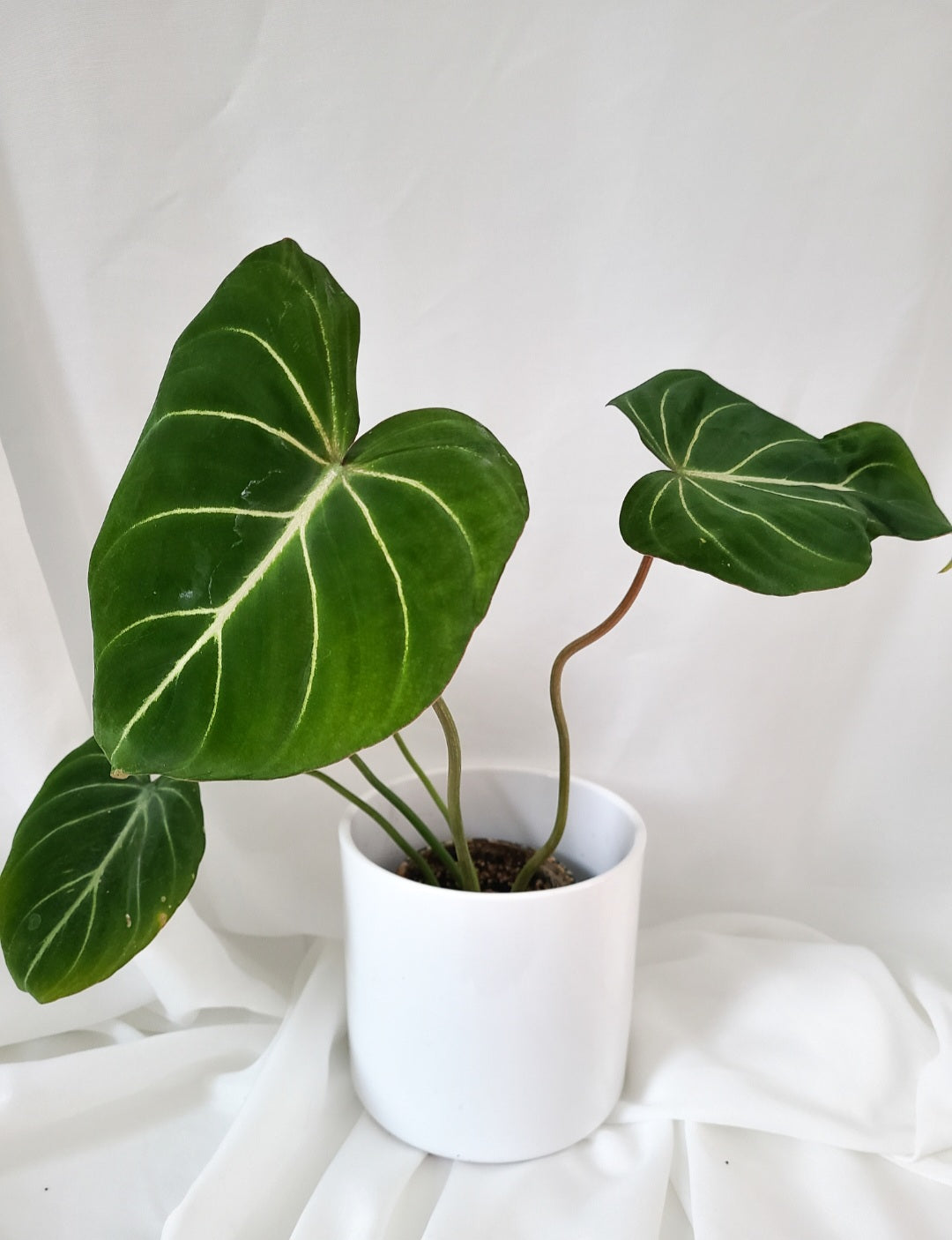 Philodendron gloriosum