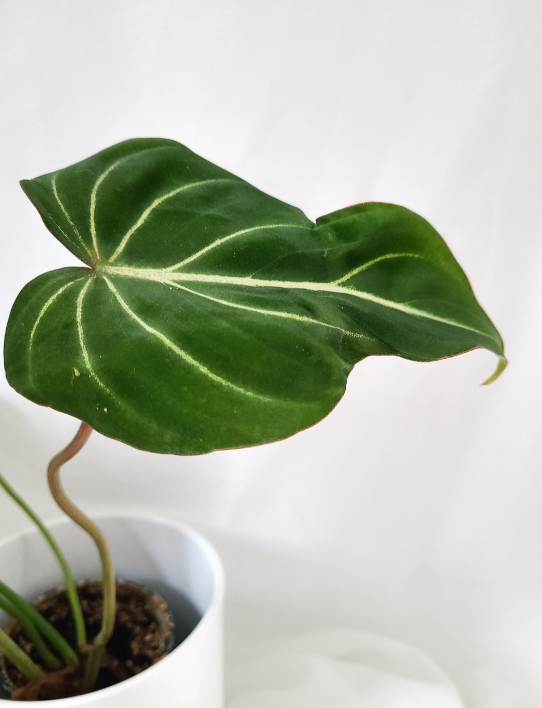 Philodendron gloriosum