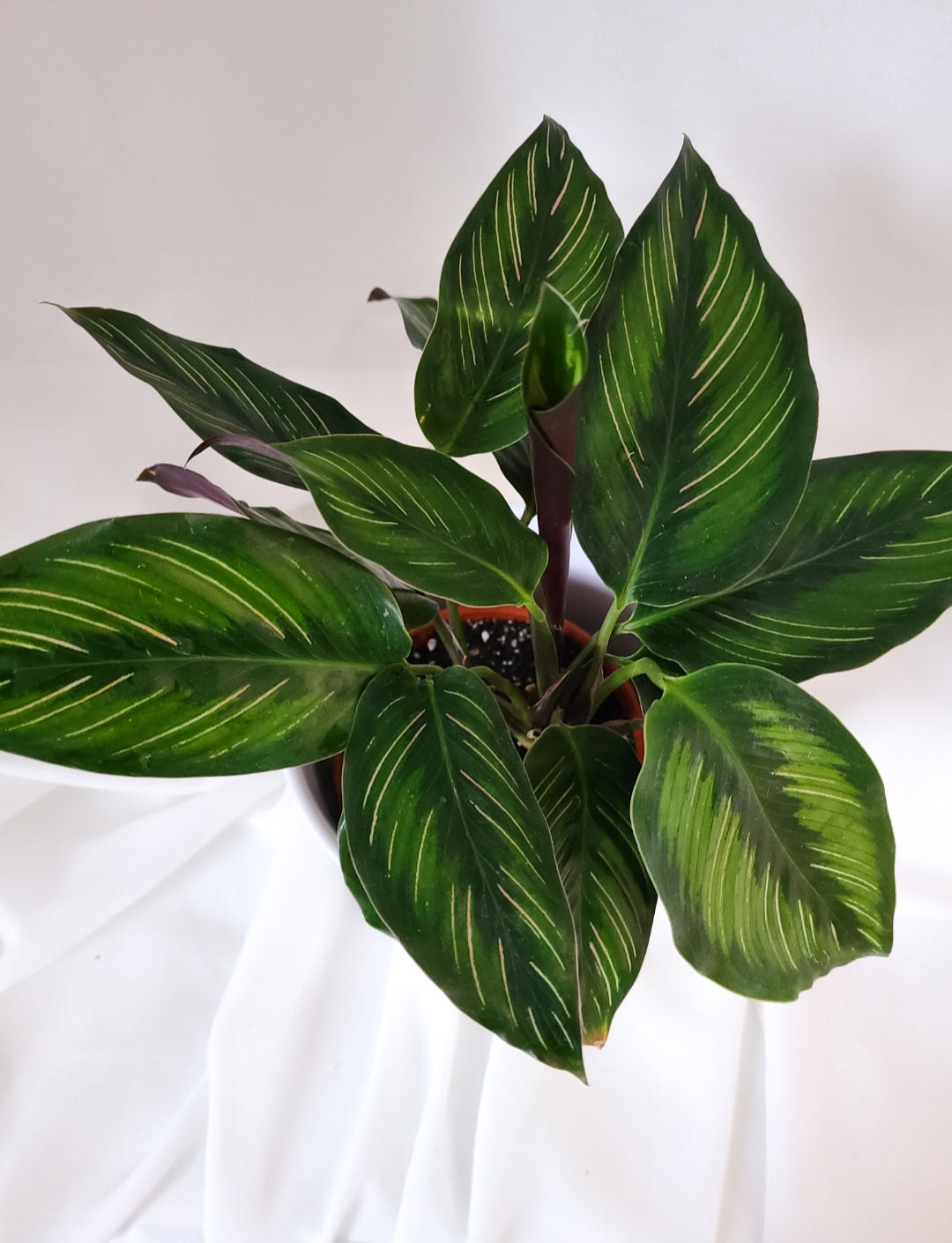 Calathea beauty star