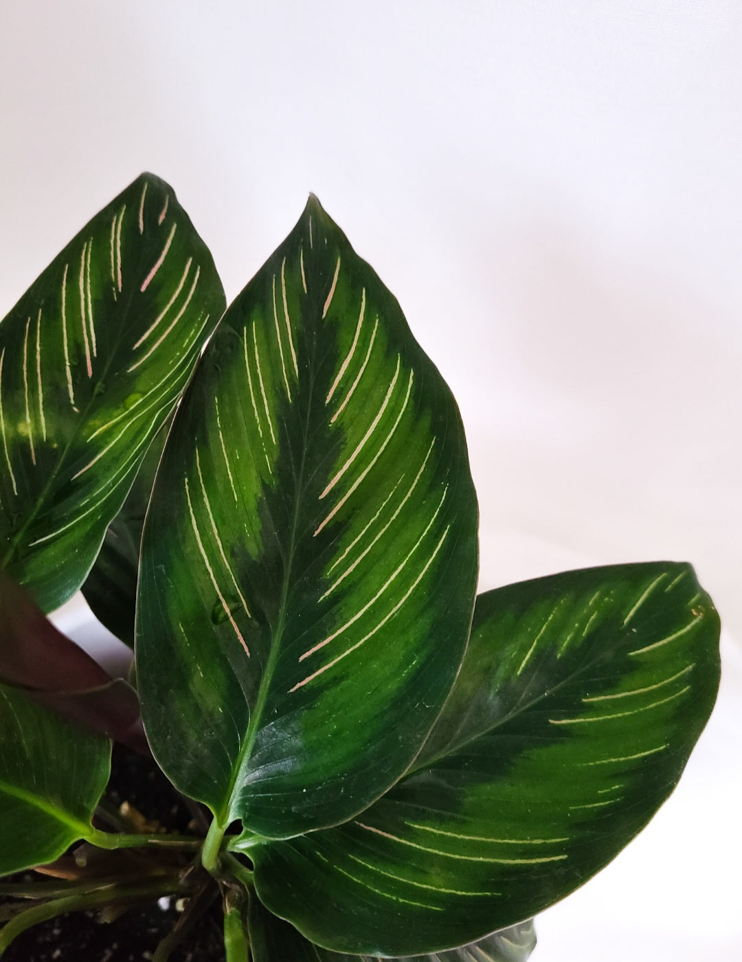 Calathea beauty star